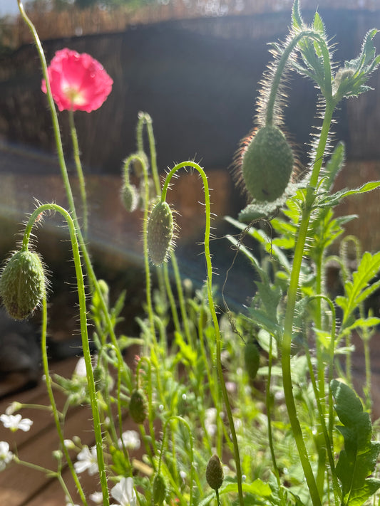 100% Organic, Cultivated Hand-picked Alaskan Wild Seed Mix