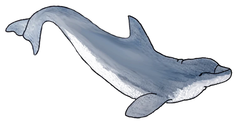 Dolphin Sticker