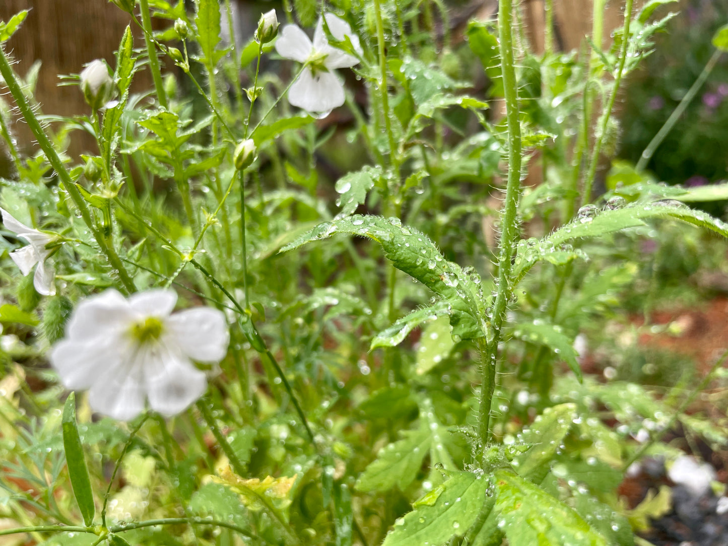 100% Organic, Cultivated Hand-picked Alaskan Wild Seed Mix