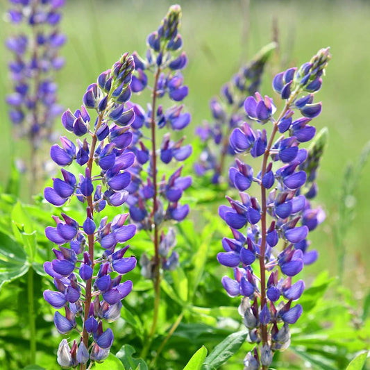 100% Organic Alaskan Kenai River Wild Blue Lupine Seeds