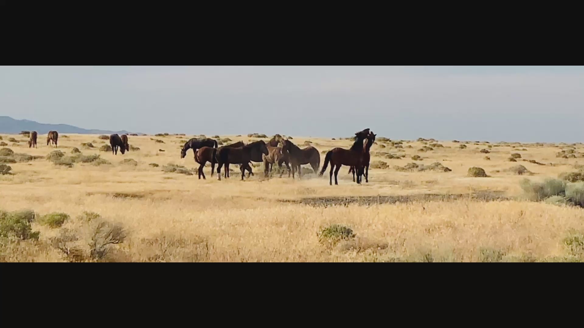 Load video: pony spring ranch